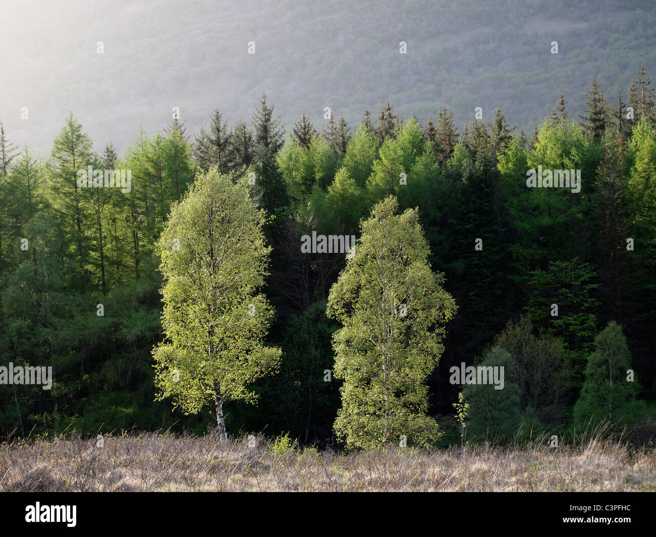 Bouleaux et plantation de conifères, forêt, Druimavuic Barcaldine, Ecosse Banque D'Images
