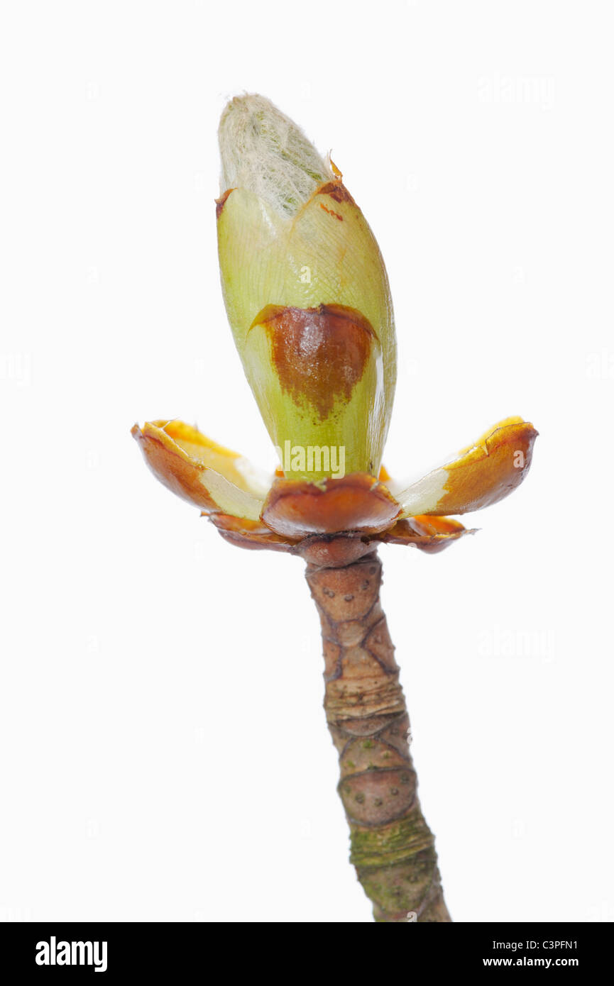 Le Marronnier d'Inde (Aesculus hippocastanum) bud au printemps, close-up Banque D'Images