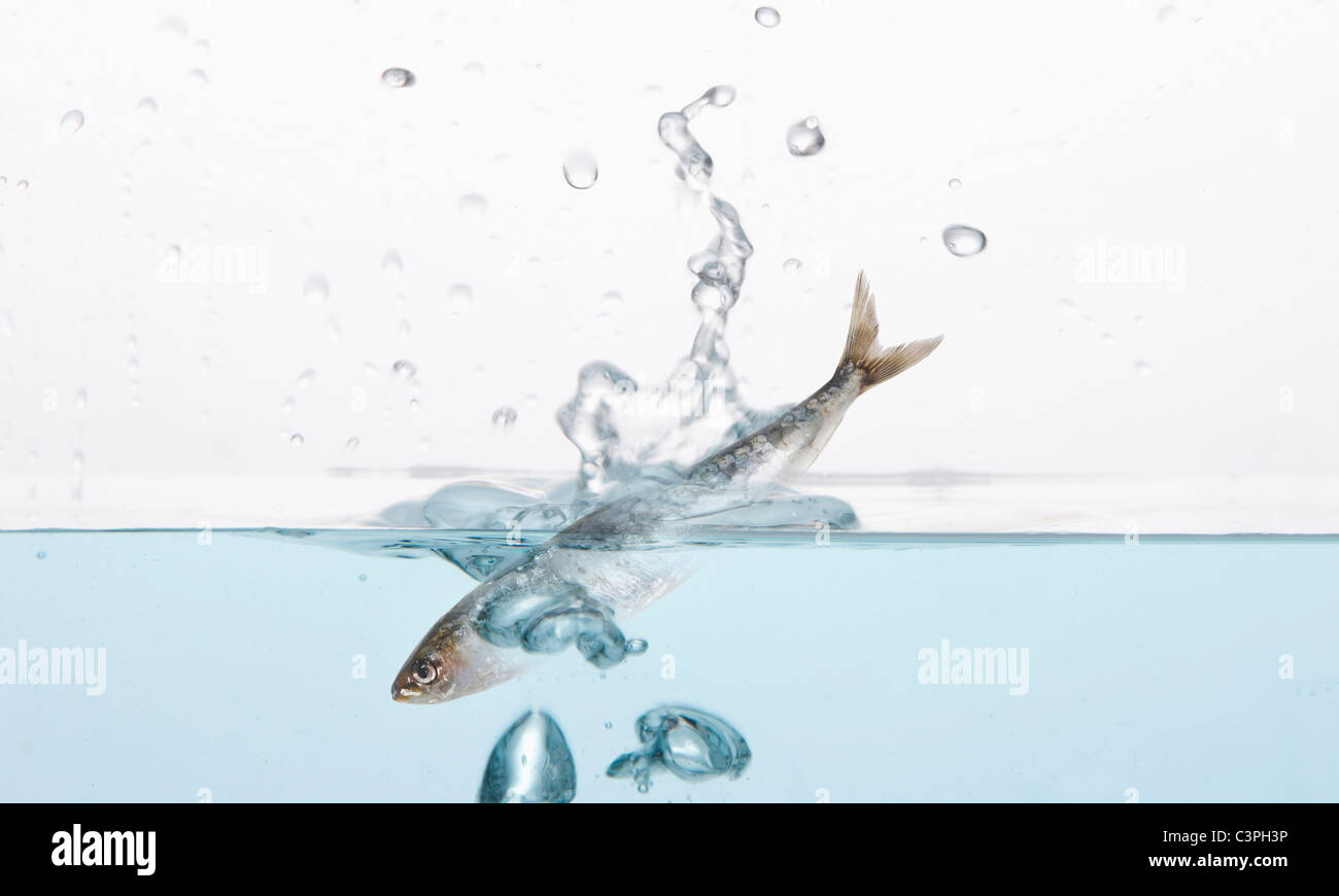 Dans l'eau de la sardine, la composition Banque D'Images