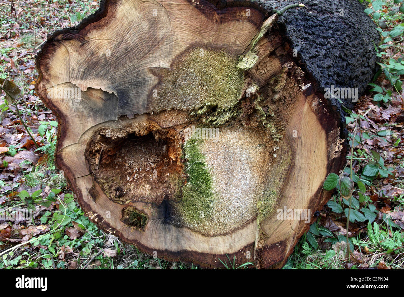 Pourrir sur oak tree assosiated avec le champignon Grifola frondosa Banque D'Images