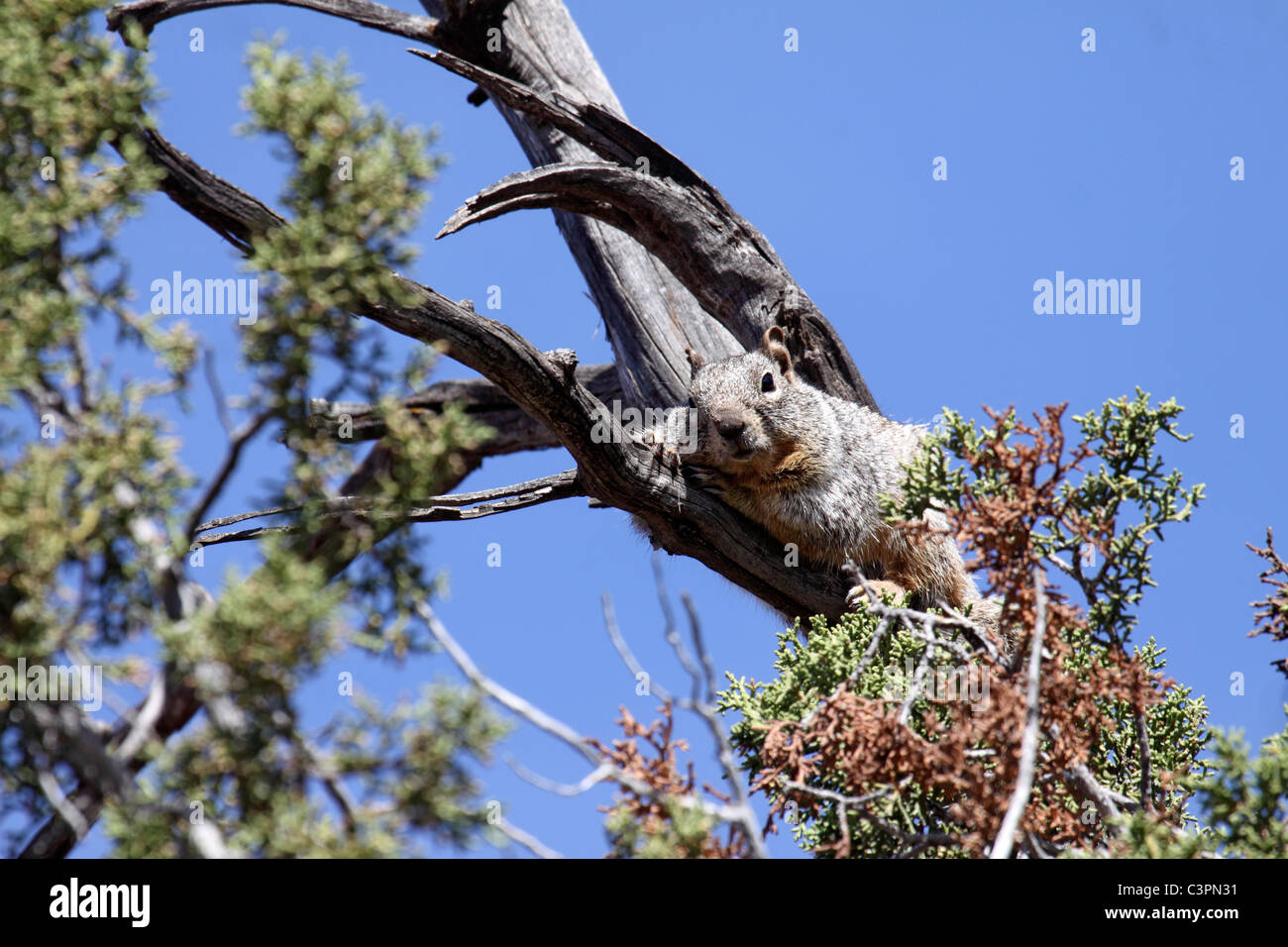 Un écureuil rock sur watch de nobles la perche en arbre en Arizona Banque D'Images