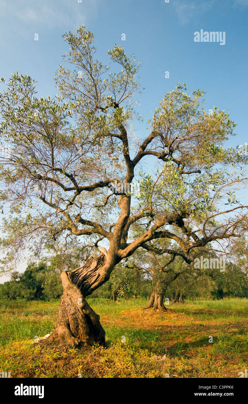 Vieil Olivier (Olea europaea), à l'Olive près de Lecce, Puglia (Pouilles), Italie du Sud Banque D'Images