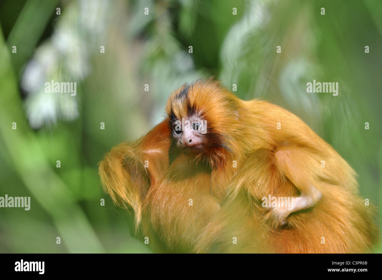 Golden Lion Tamarin Baby Banque D Image Et Photos Alamy Golden Lion Tamarin Baby Banque D Image Et Photos Alamy