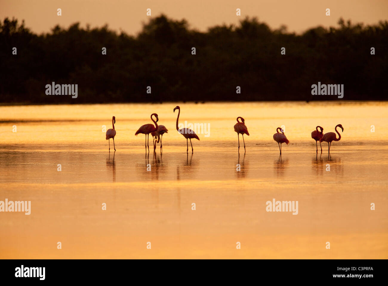 Une volée de flamants roses (Phoenicopterus ruber) se nourrissent dans les eaux près de Cuba au coucher du soleil. Banque D'Images