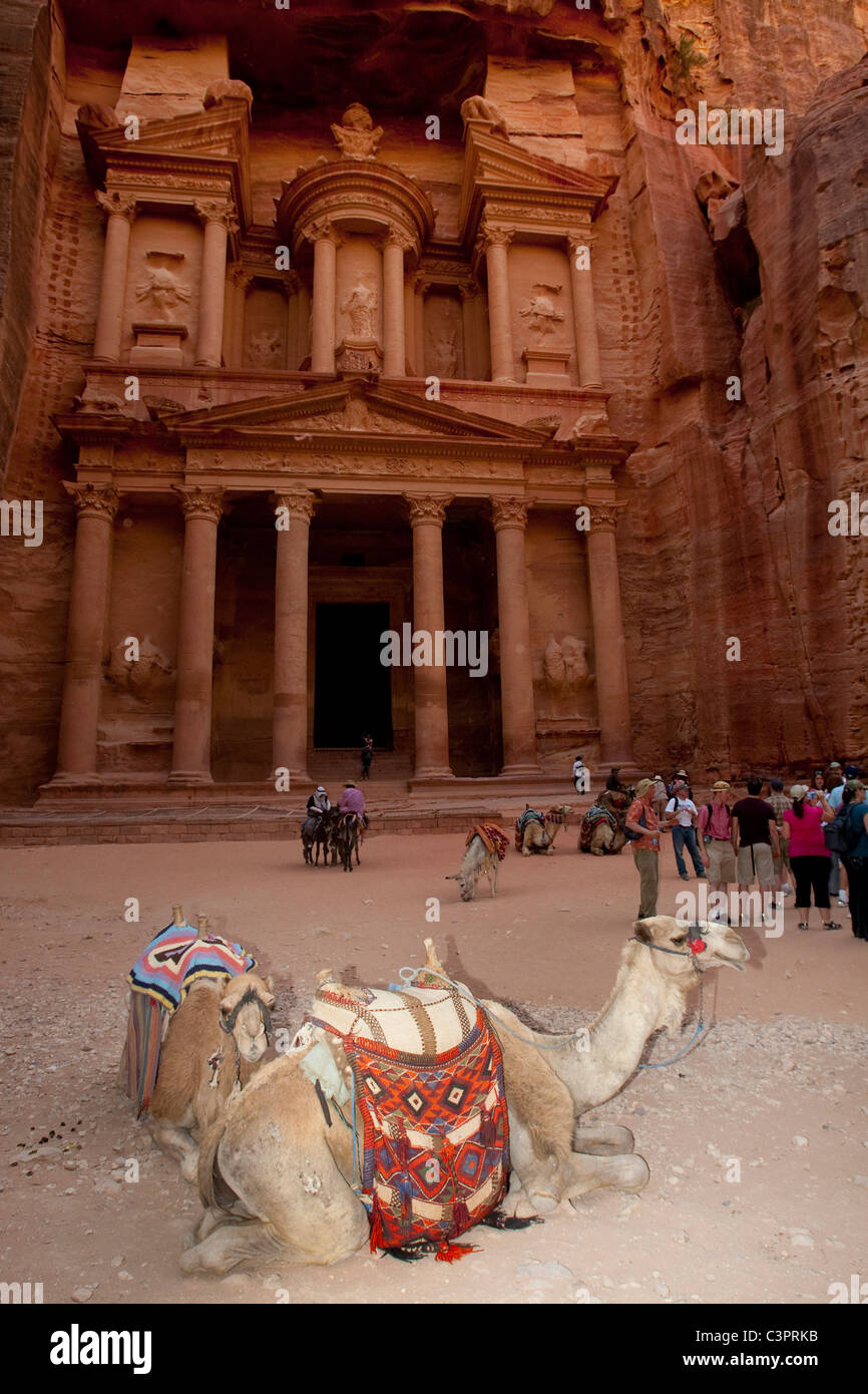 Les chameaux reste devant le temple du trésor ou à Pétra, en Jordanie. Banque D'Images