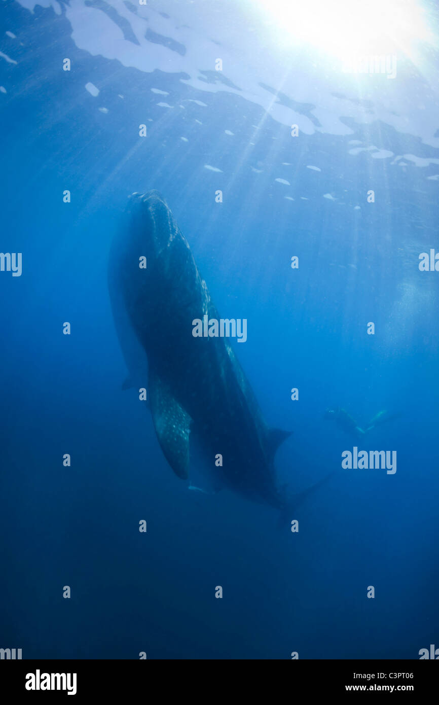 Un requin-baleine se nourrit de plancton 35 miles au large de la côte de Holbox Mexique. Banque D'Images