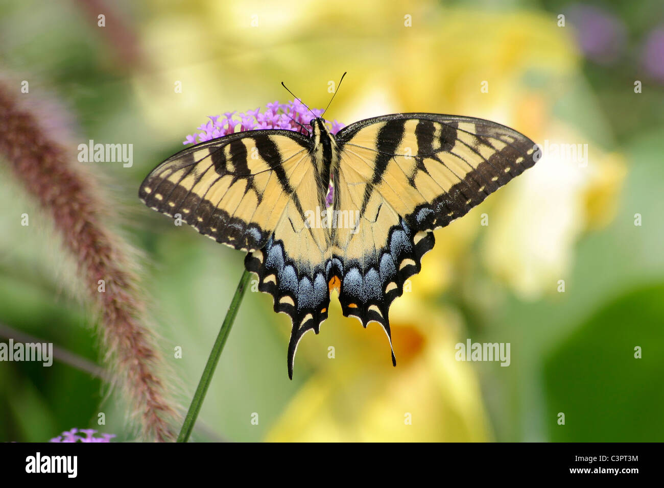L'Est Tiger Swallowtail Butterfly sur Verveine brésilien Fleurs, Papilio glaucus Linnaeus Banque D'Images