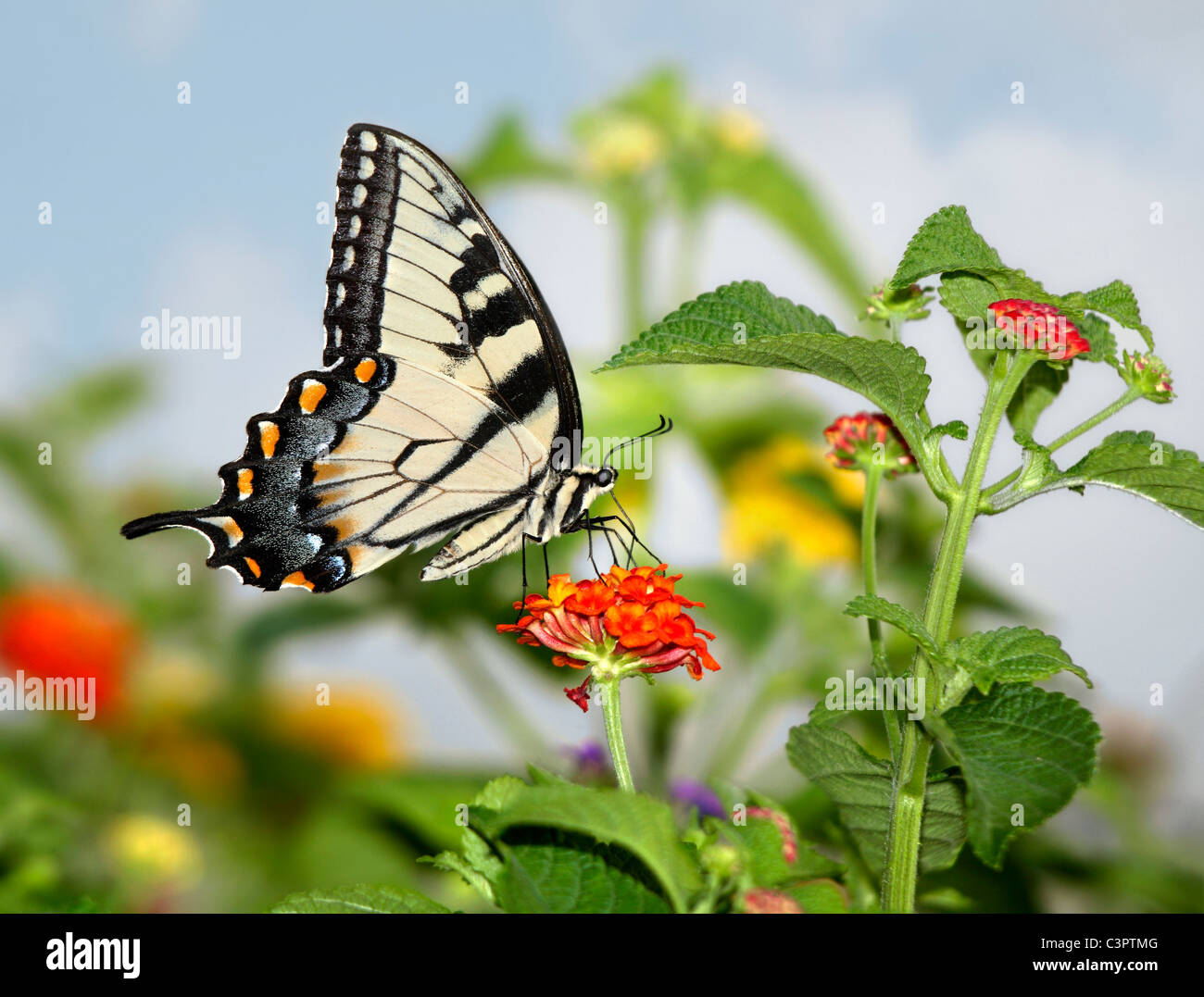 L'Est Tiger Swallowtail Butterfly sur les fleurs rouges, Papilio glaucus Linnaeus Banque D'Images