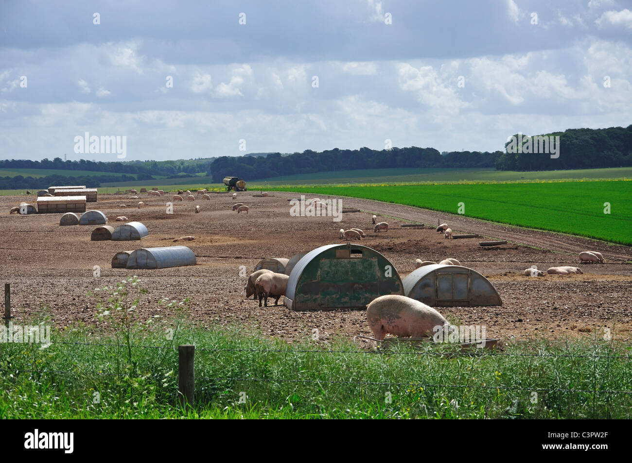 Free Range ferme porcine, la plaine de Salisbury, Wiltshire, Angleterre, Royaume-Uni Banque D'Images