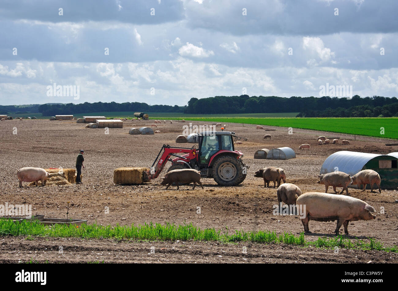 Free Range ferme porcine, la plaine de Salisbury, Wiltshire, Angleterre, Royaume-Uni Banque D'Images