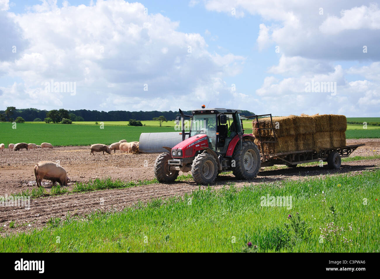 Free Range ferme porcine dans la plaine de Salisbury, Wiltshire, Angleterre, Royaume-Uni Banque D'Images