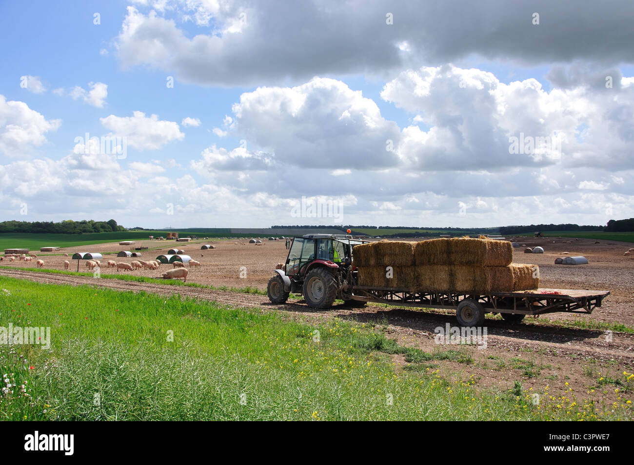 Free Range ferme porcine dans la plaine de Salisbury, Wiltshire, Angleterre, Royaume-Uni Banque D'Images