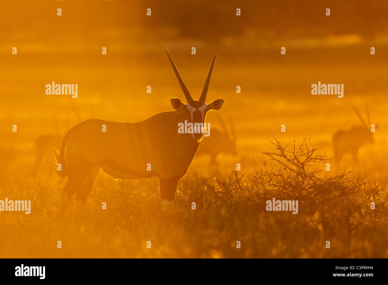 L'Afrique, Botswana, Mabuasehube, Groupe de gemsbuck dans parc transfrontalier de Kgalagadi au coucher du soleil Banque D'Images