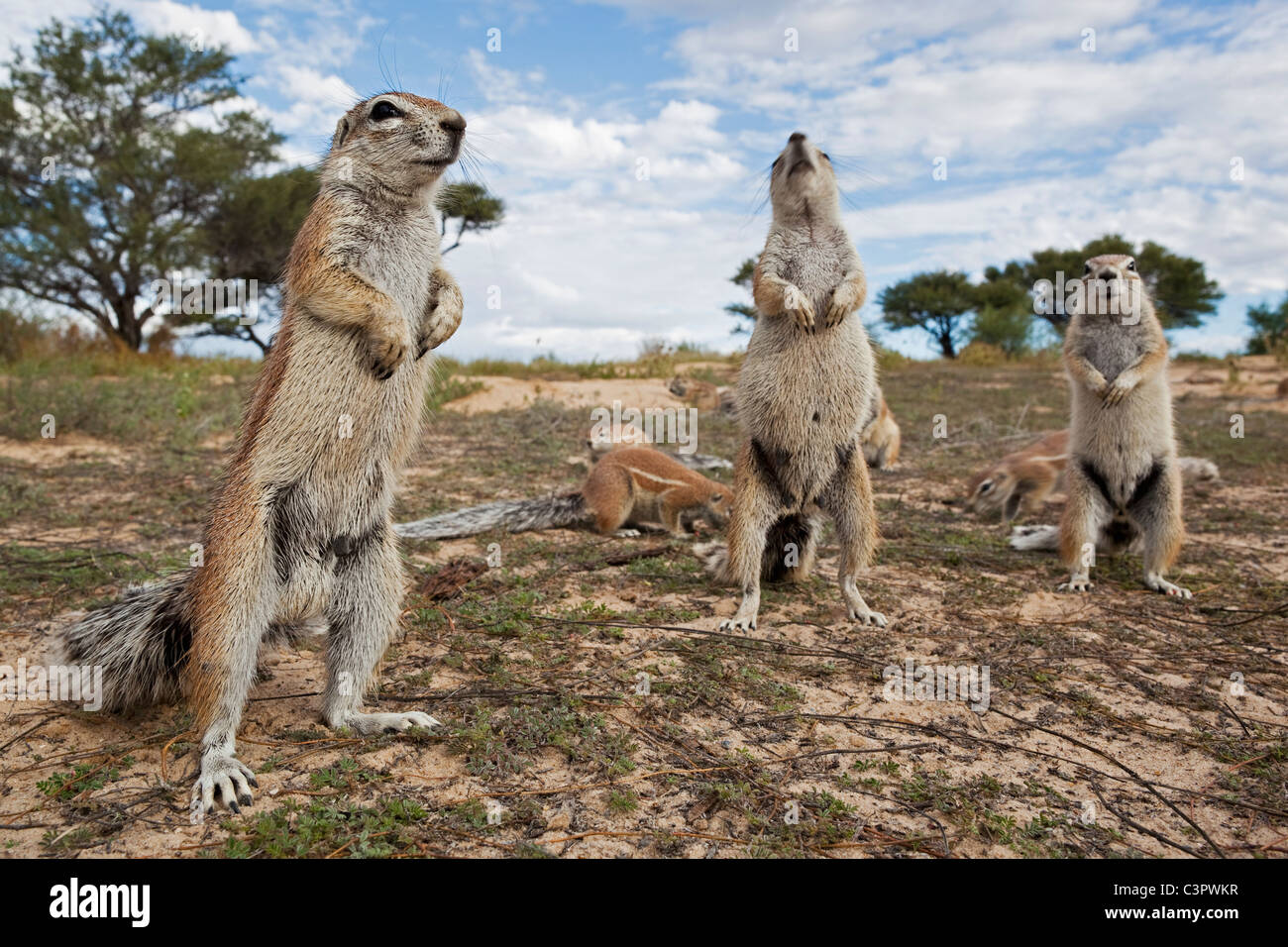 L'Afrique, Botswana, spermophile Mabuasehube, Africaine au kgalagadi transfrontier park Banque D'Images