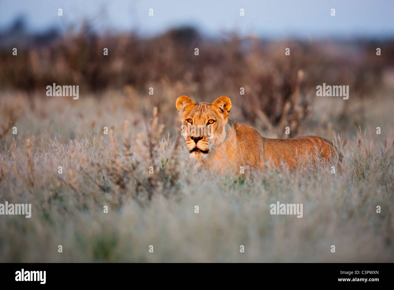 L'Afrique, Botswana, Lionne dans central kalahari game reserve Banque D'Images