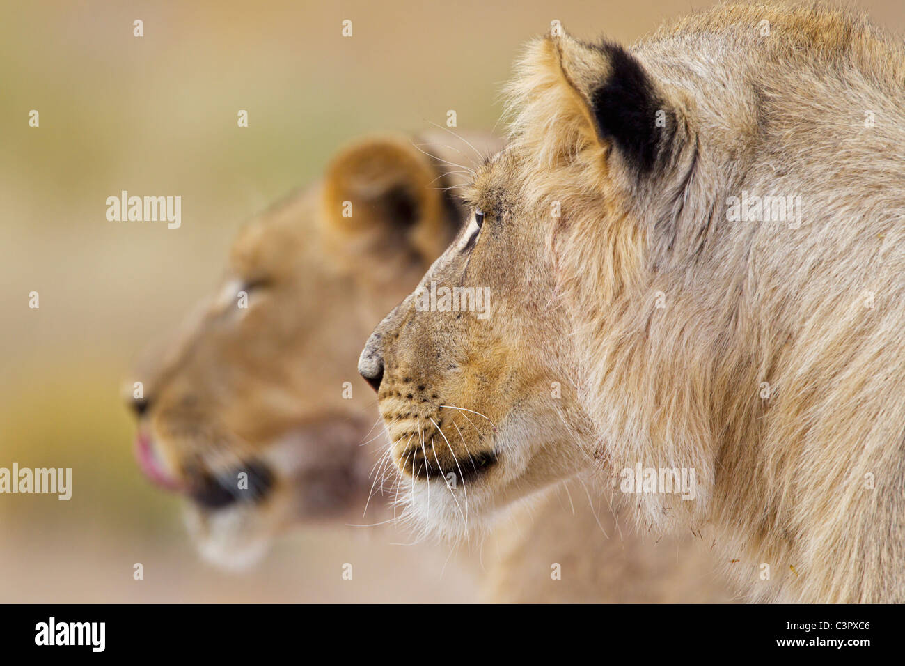 L'Afrique, Botswana, Afrique du Sud, Kalahari, Lion dans le parc transfrontalier de Kgalagadi Banque D'Images