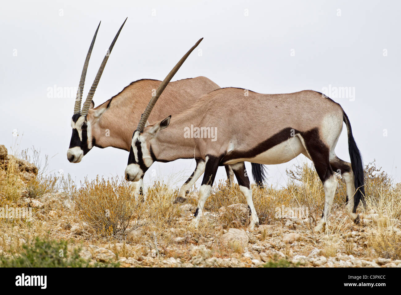 L'Afrique, Botswana, Afrique du Sud, Kalahari Gemsbok, à l'antilope Kgalagadi Transfrontier Park Banque D'Images