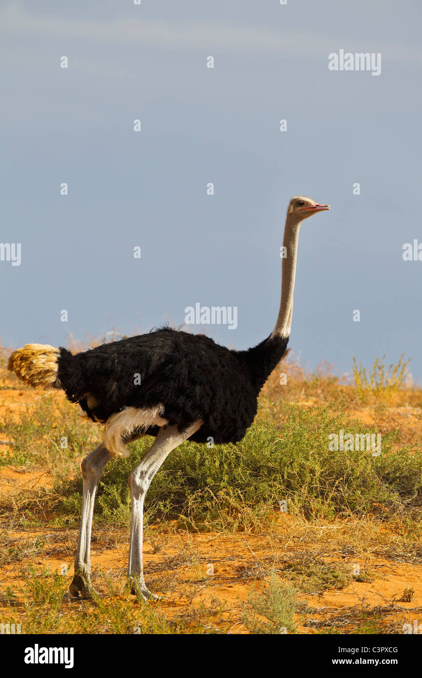 L'Afrique, Botswana, Afrique du Sud, d'Afrique, du Kalahari autruches dans Parc transfrontalier de Kgalagadi Banque D'Images