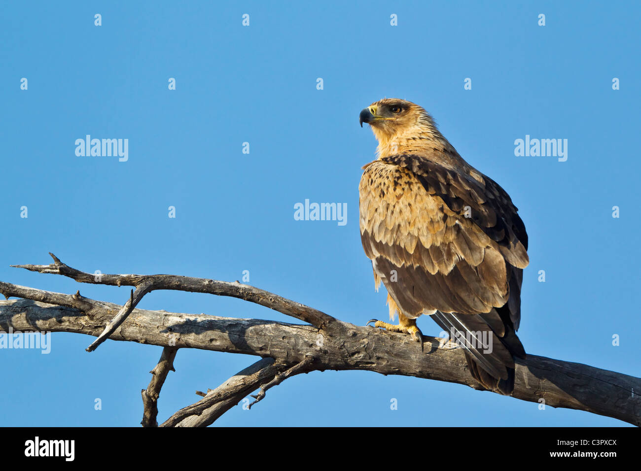 L'Afrique, Botswana, Afrique du Sud, Kalahari, Aigle ravisseur dans Kgalagadi Transfrontier Park Banque D'Images