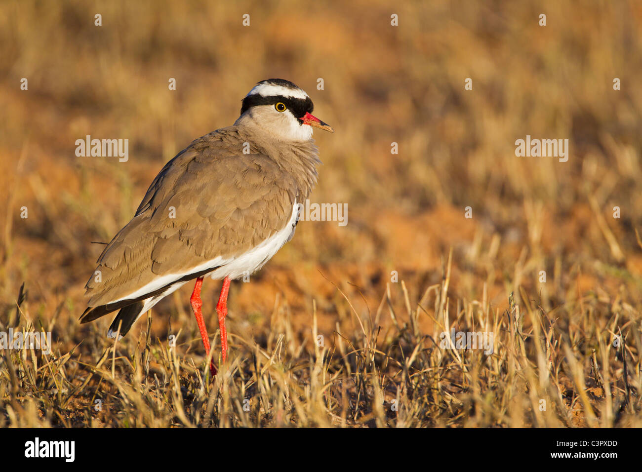 L'Afrique, Botswana, Afrique du Sud, Kalahari, couronné dans le parc transfrontalier de Kgalagadi Banque D'Images