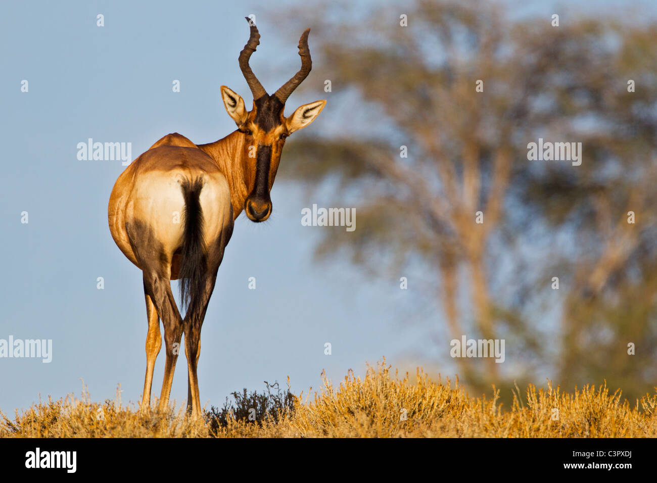 L'Afrique, Botswana, Afrique du Sud, Kalahari, des bubales dans Parc transfrontalier de Kgalagadi Banque D'Images