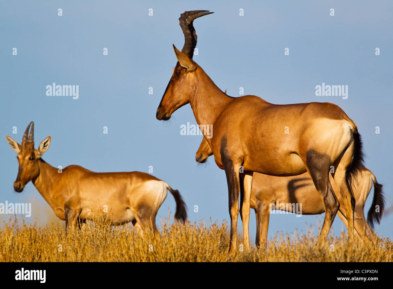 L'Afrique, Botswana, Afrique du Sud, Kalahari, des bubales dans Parc transfrontalier de Kgalagadi Banque D'Images