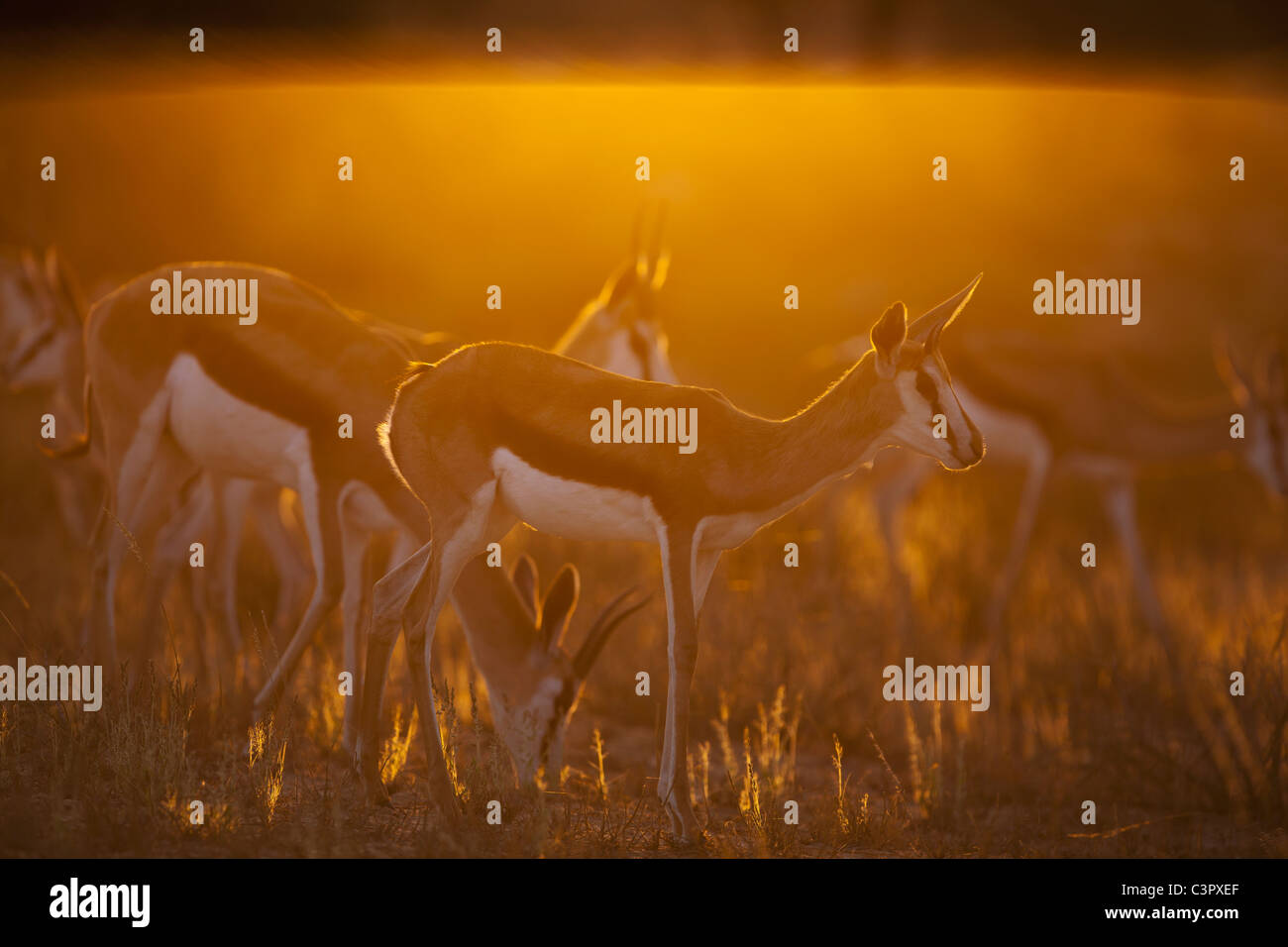 L'Afrique, Botswana, Afrique du Sud, Kalahari, antilope Springbok dans Parc transfrontalier de Kgalagadi Banque D'Images
