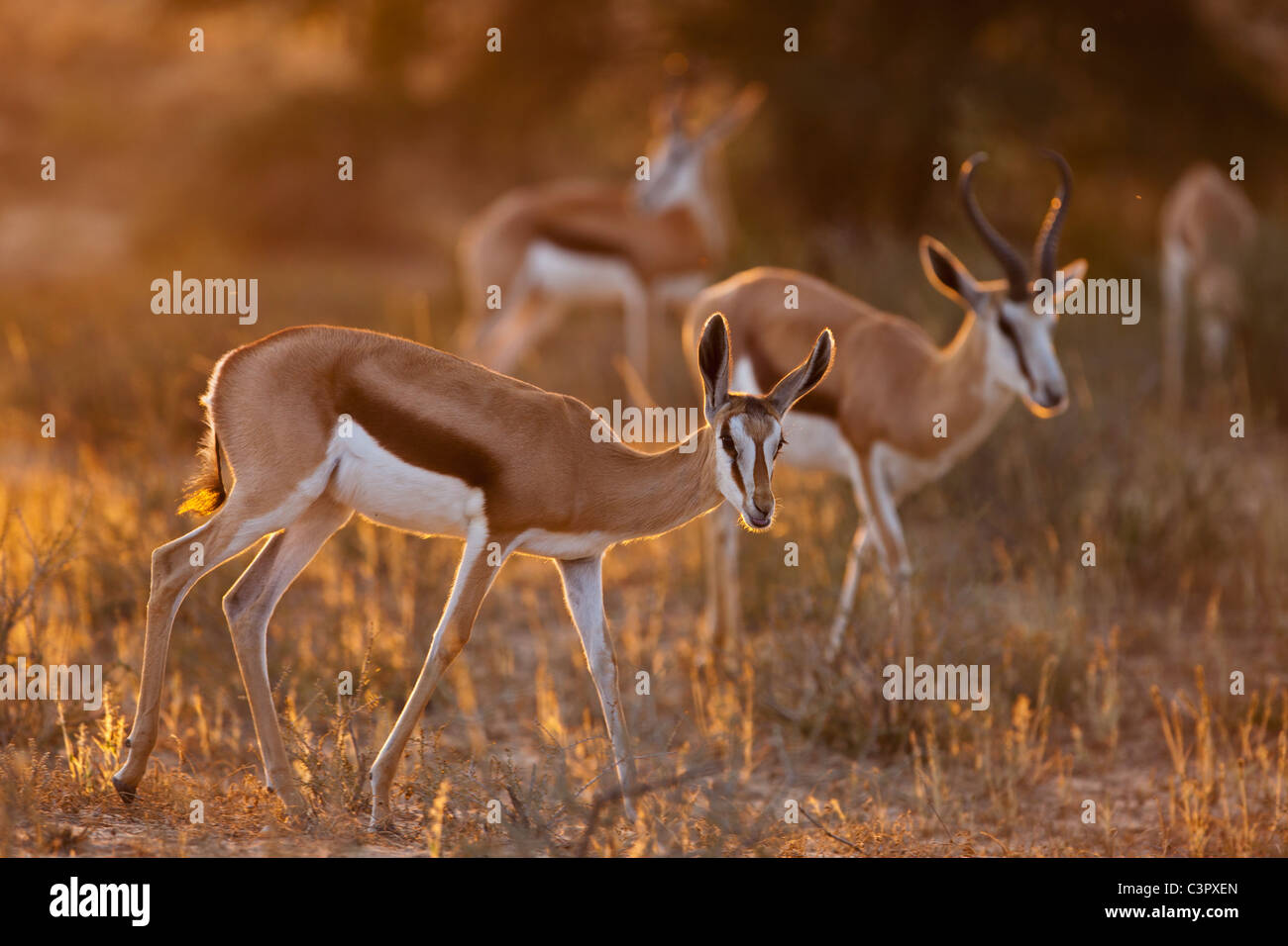 L'Afrique, Botswana, Afrique du Sud, Kalahari, antilope Springbok dans Parc transfrontalier de Kgalagadi Banque D'Images