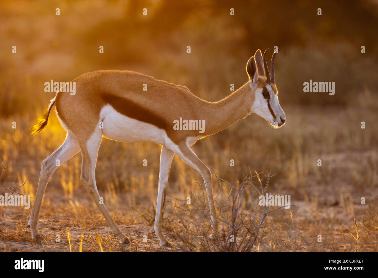 L'Afrique, Botswana, Afrique du Sud, Kalahari, antilope Springbok dans Parc transfrontalier de Kgalagadi Banque D'Images