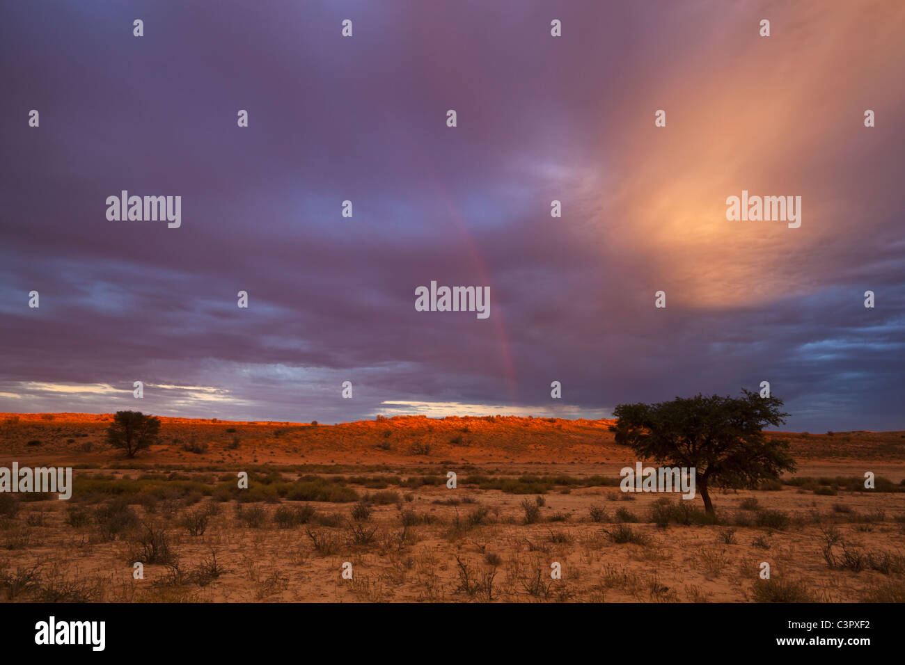 L'Afrique, Botswana, Afrique du Sud, Kalahari, vue de paysage de Parc transfrontalier de Kgalagadi au crépuscule Banque D'Images