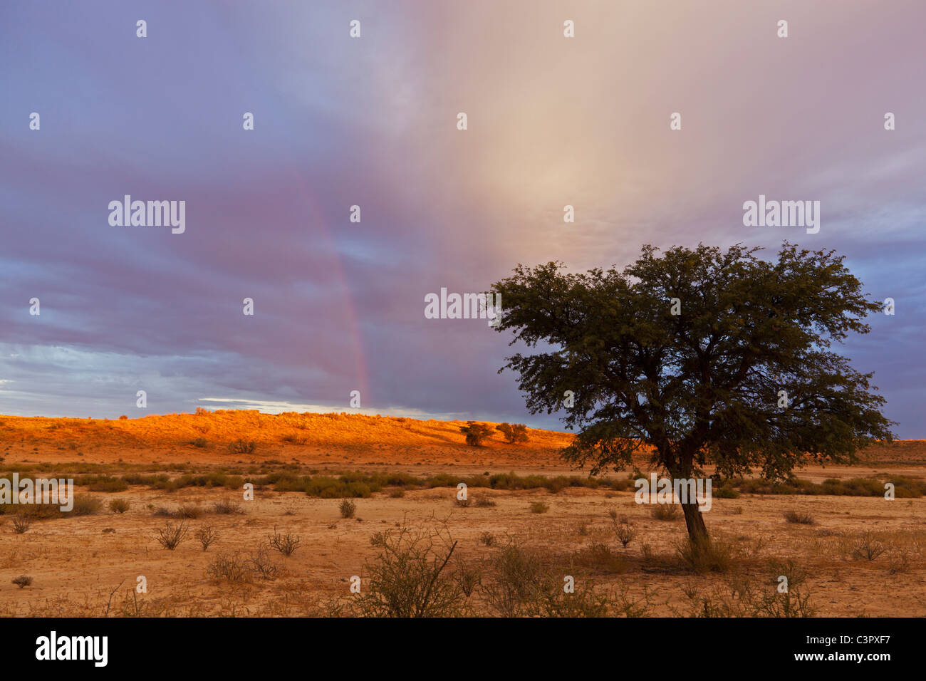 L'Afrique, Botswana, Afrique du Sud, Kalahari, vue de paysage de Parc transfrontalier de Kgalagadi au crépuscule Banque D'Images