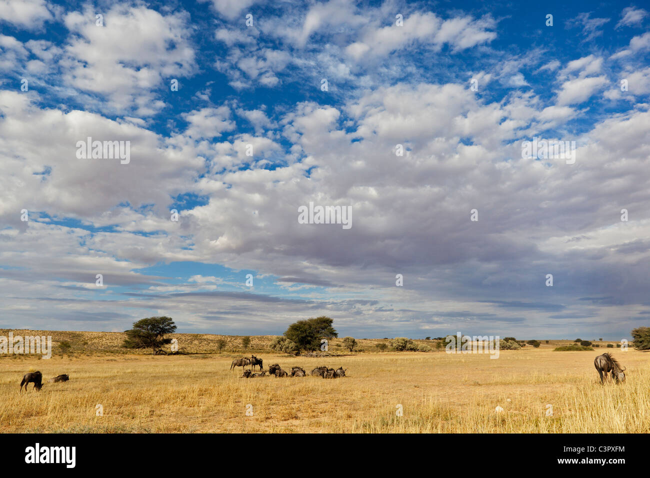L'Afrique, Botswana, Afrique du Sud, Kalahari, gnous bleus dans le parc transfrontalier de Kgalagadi Banque D'Images