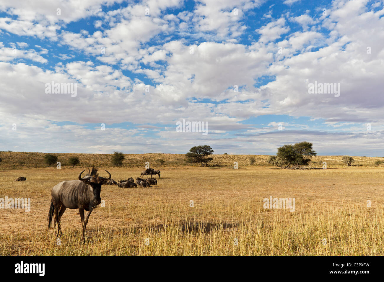 L'Afrique, Botswana, Afrique du Sud, Kalahari, gnous bleus dans le parc transfrontalier de Kgalagadi Banque D'Images
