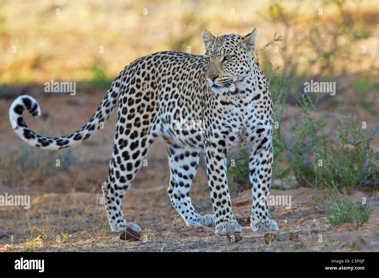 L'Afrique, Botswana, Afrique du Sud, Kalahari, Leopard dans parc transfrontalier de Kgalagadi Banque D'Images