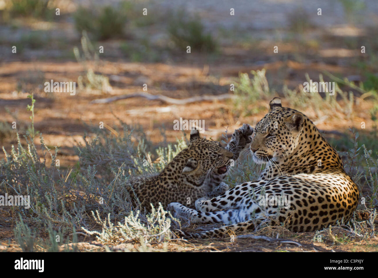 L'Afrique, Botswana, Afrique du Sud, Kalahari, Leopard avec son petit dans le parc transfrontalier de Kgalagadi Banque D'Images