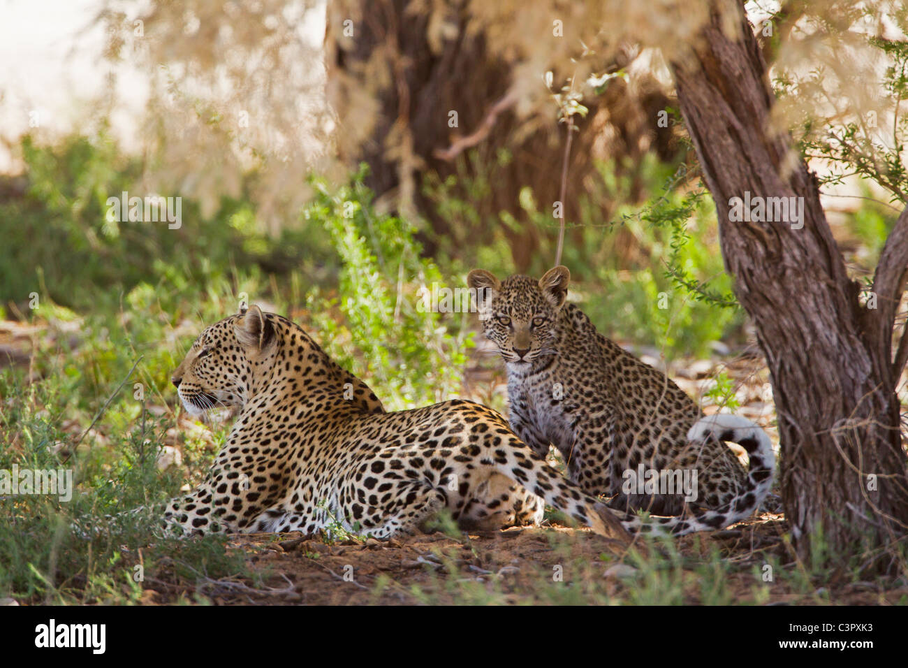 L'Afrique, Botswana, Afrique du Sud, Kalahari, Leopard avec son petit dans le parc transfrontalier de Kgalagadi Banque D'Images