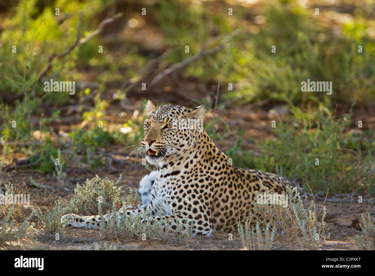 L'Afrique, Botswana, Afrique du Sud, Kalahari, Leopard dans parc transfrontalier de Kgalagadi Banque D'Images