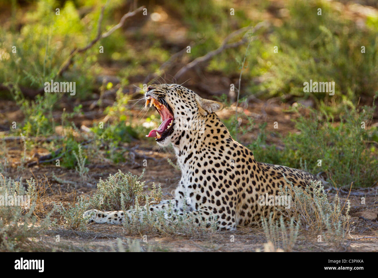 L'Afrique, Botswana, Afrique du Sud, Kalahari, Leopard dans parc transfrontalier de Kgalagadi Banque D'Images