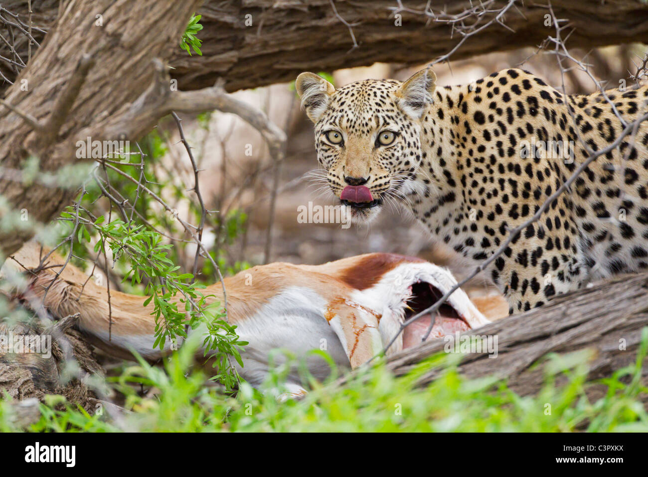 L'Afrique, Botswana, Afrique du Sud, Kalahari, Léopard tué dans l'antilope springbok kgalagadi transfrontier park Banque D'Images
