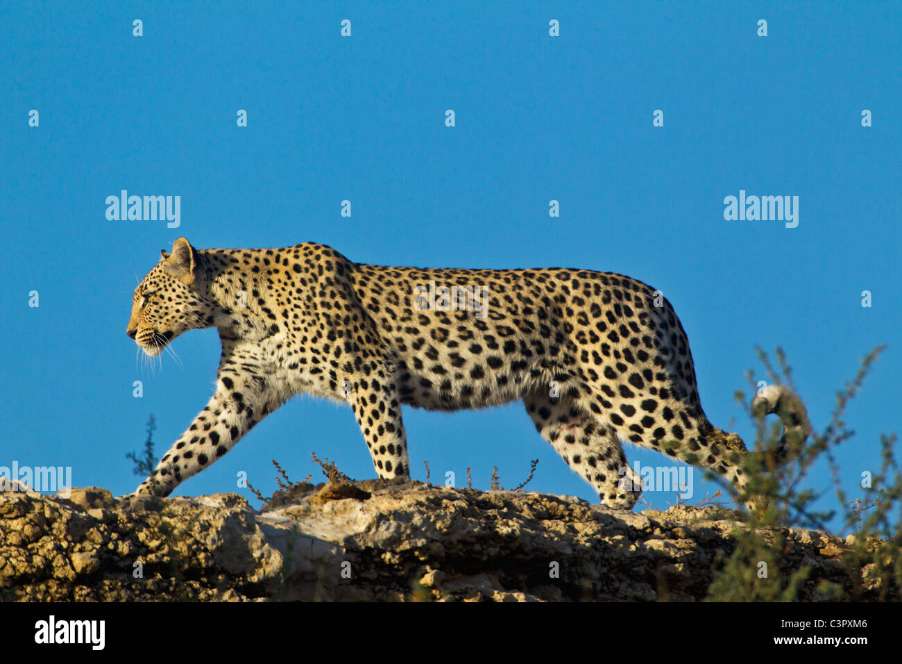 L'Afrique, Botswana, Afrique du Sud, Kalahari, Leopard dans parc transfrontalier de Kgalagadi Banque D'Images