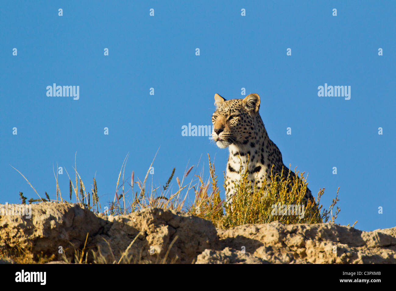 L'Afrique, Botswana, Afrique du Sud, Kalahari, Leopard dans parc transfrontalier de Kgalagadi Banque D'Images