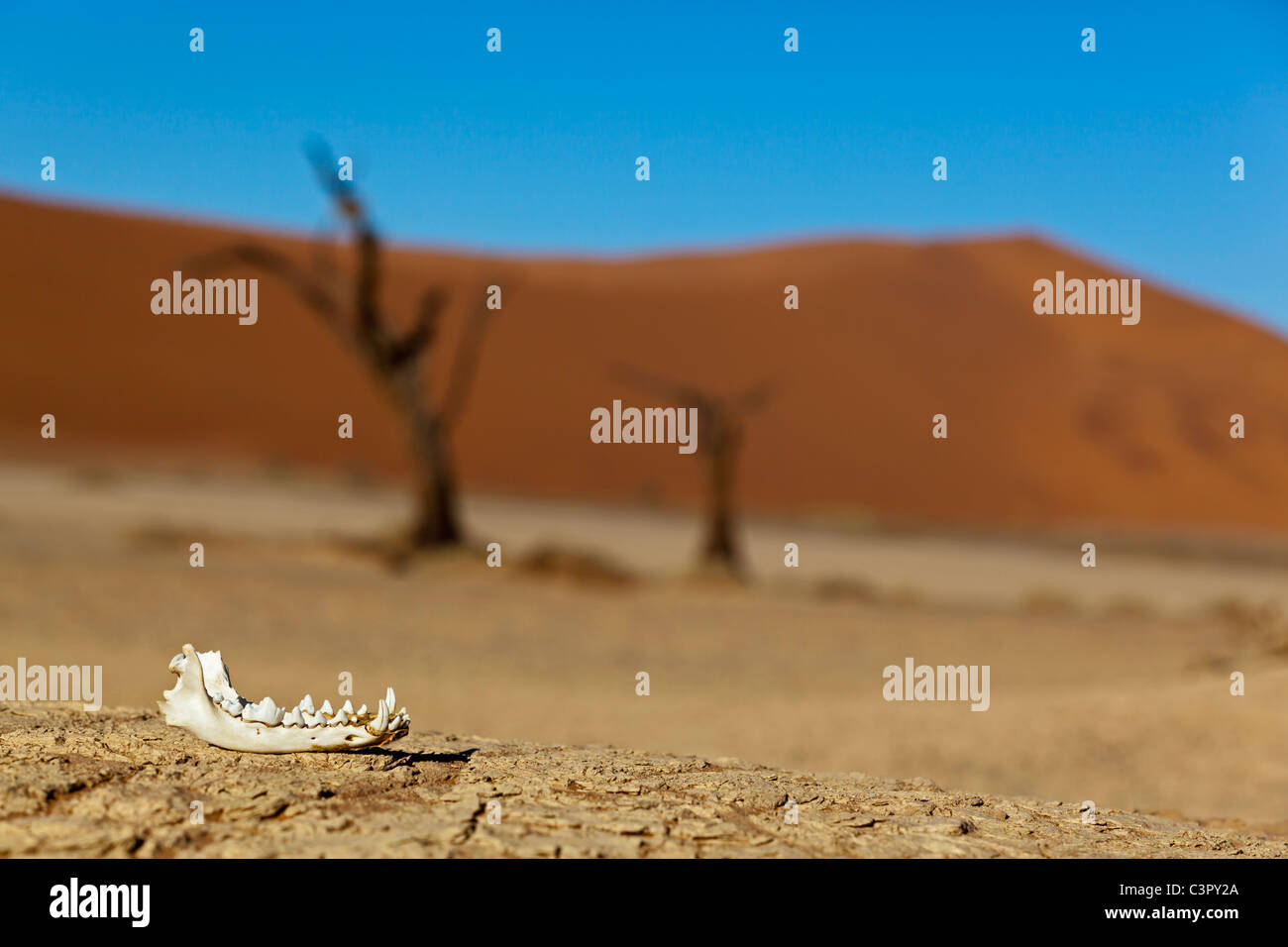 L'Afrique, la Namibie, le Parc National Namib Naukluft, maxillaire inférieur d'un chacal dans le désert du namib Banque D'Images
