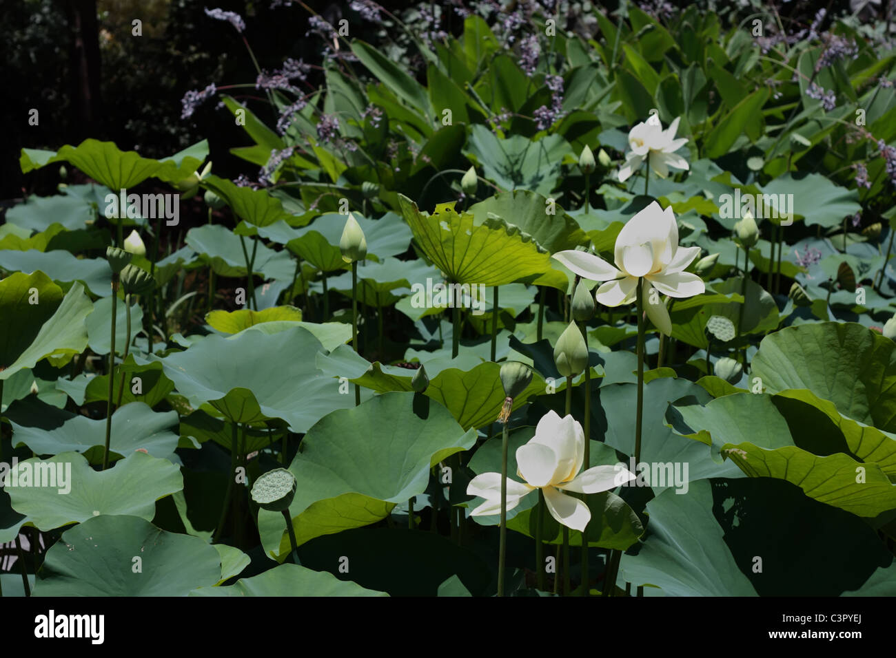 Fleurs de Lotus blanc qui fleurit dans l'étang Banque D'Images