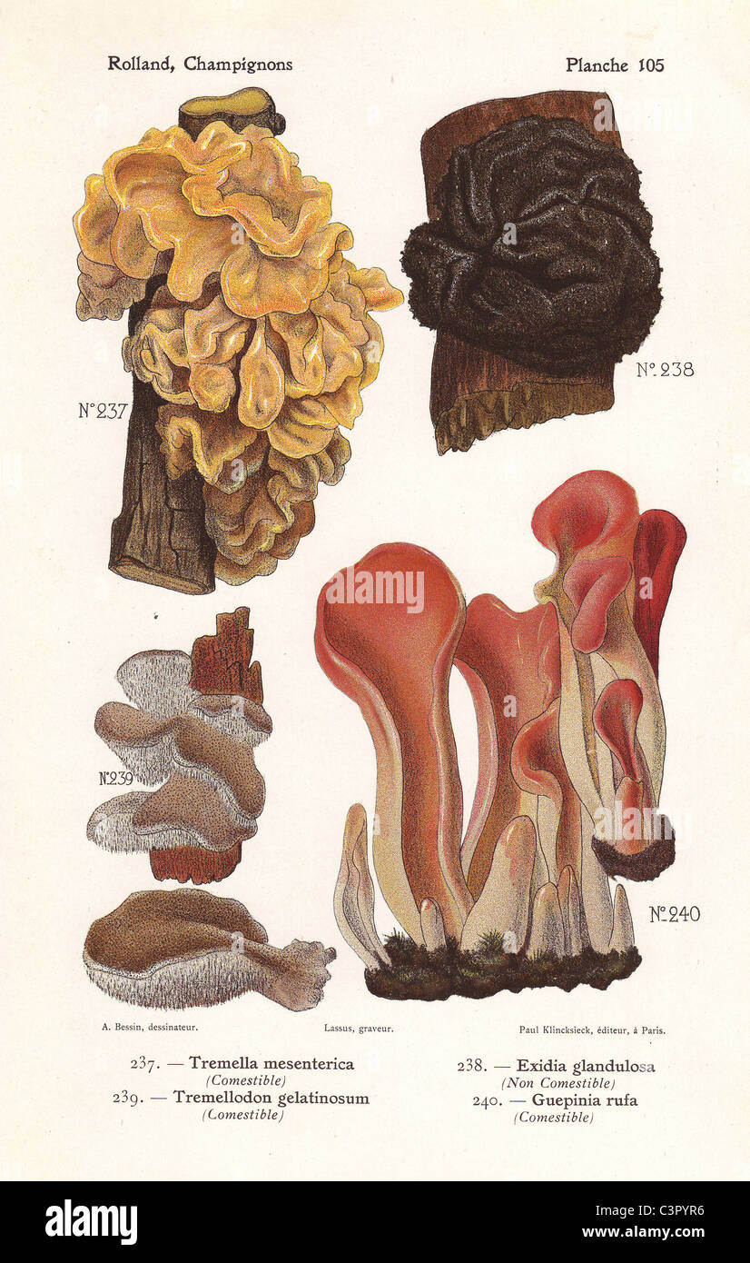 Champignons : Tremella mesenterica, Tremellodon gelatinosum, Exidia glandulosa, etc. Banque D'Images