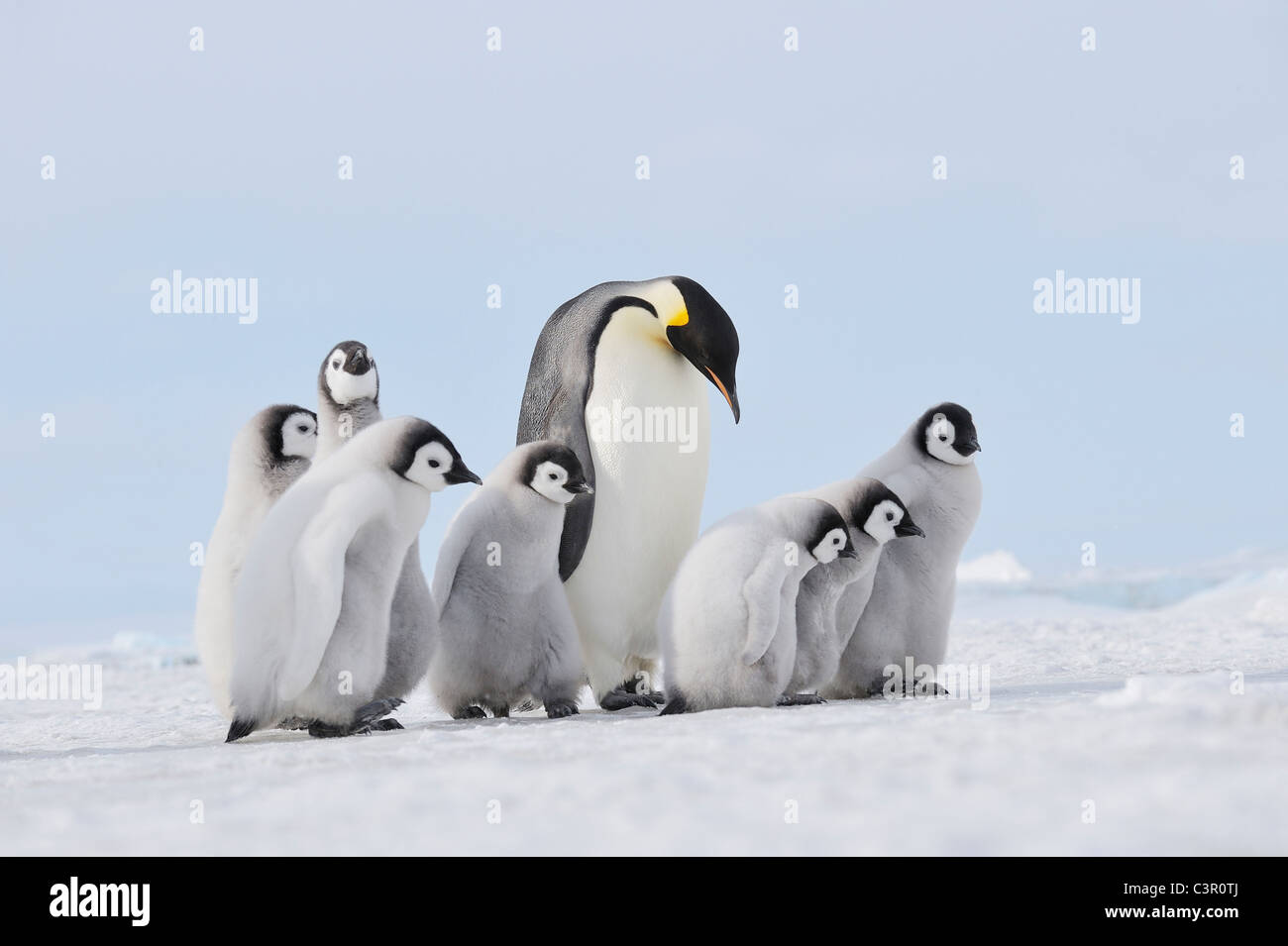 L'Antarctique, vue de manchot empereur dans le groupe Banque D'Images
