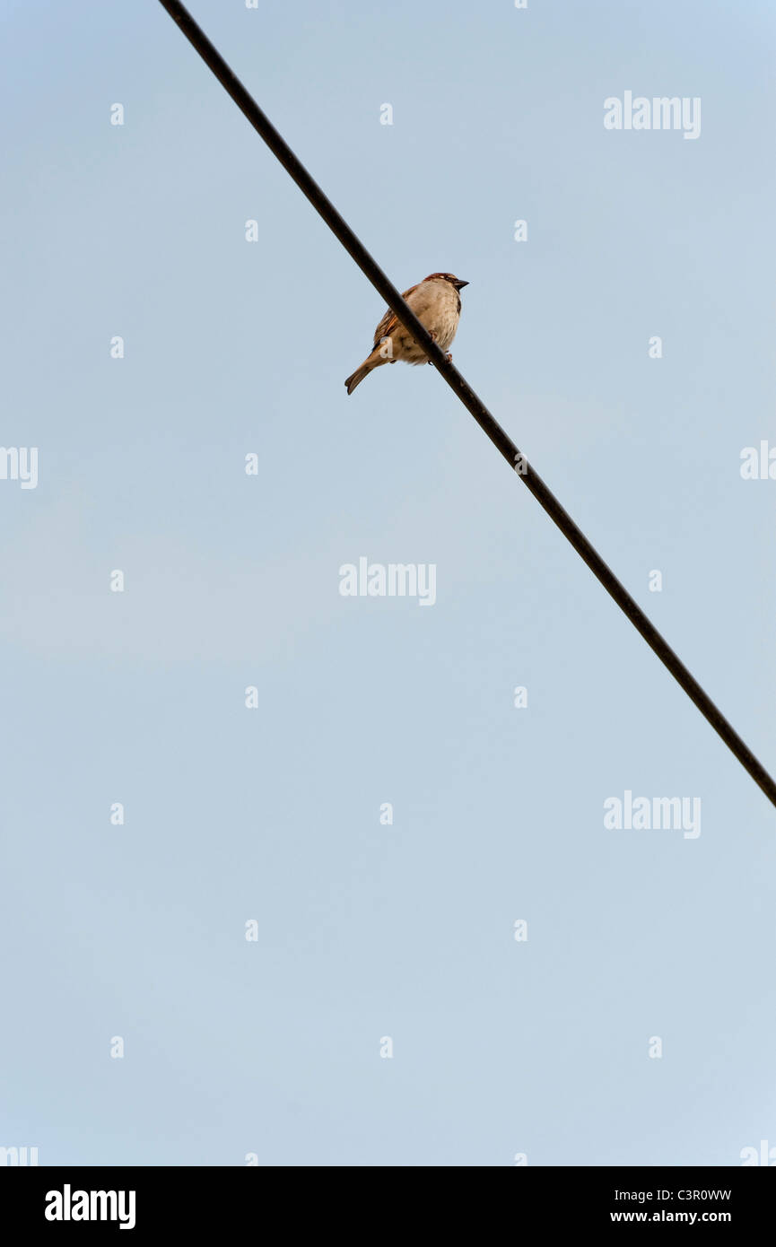 Allemagne, Salem, vue de sparrow percher sur le fil téléphonique Banque D'Images
