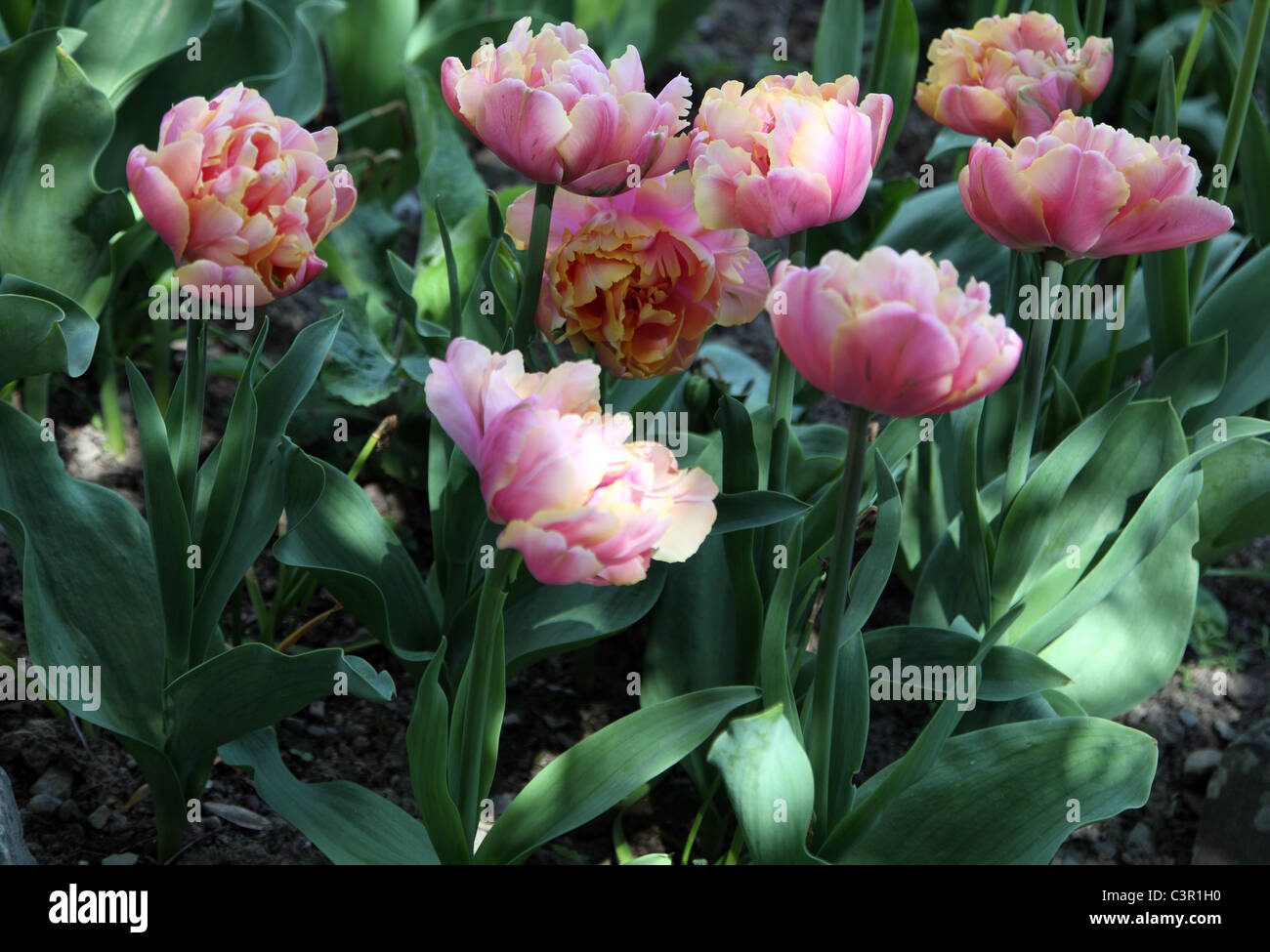Tulipa angélique, fin Double floraison mai tulipe double Banque D'Images