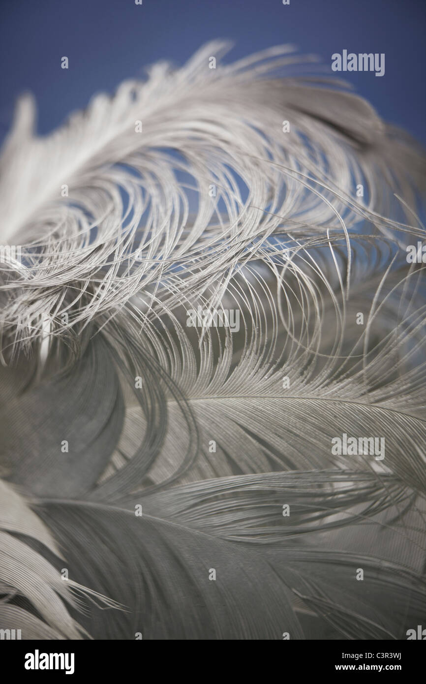 Allemagne, Stralsund, Close up of seagull feather Banque D'Images