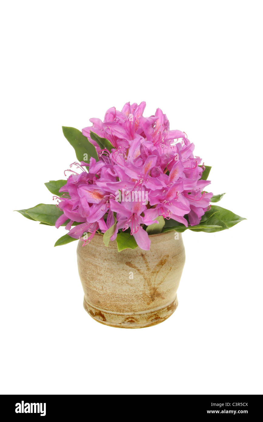 Arrangement des fleurs de rhododendron en pot en argile blanc isolé contre Banque D'Images