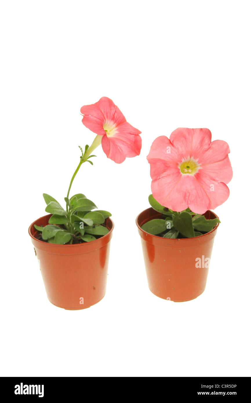 Deux petites usines de pétunia à fleurs roses en pots isolés contre white Banque D'Images